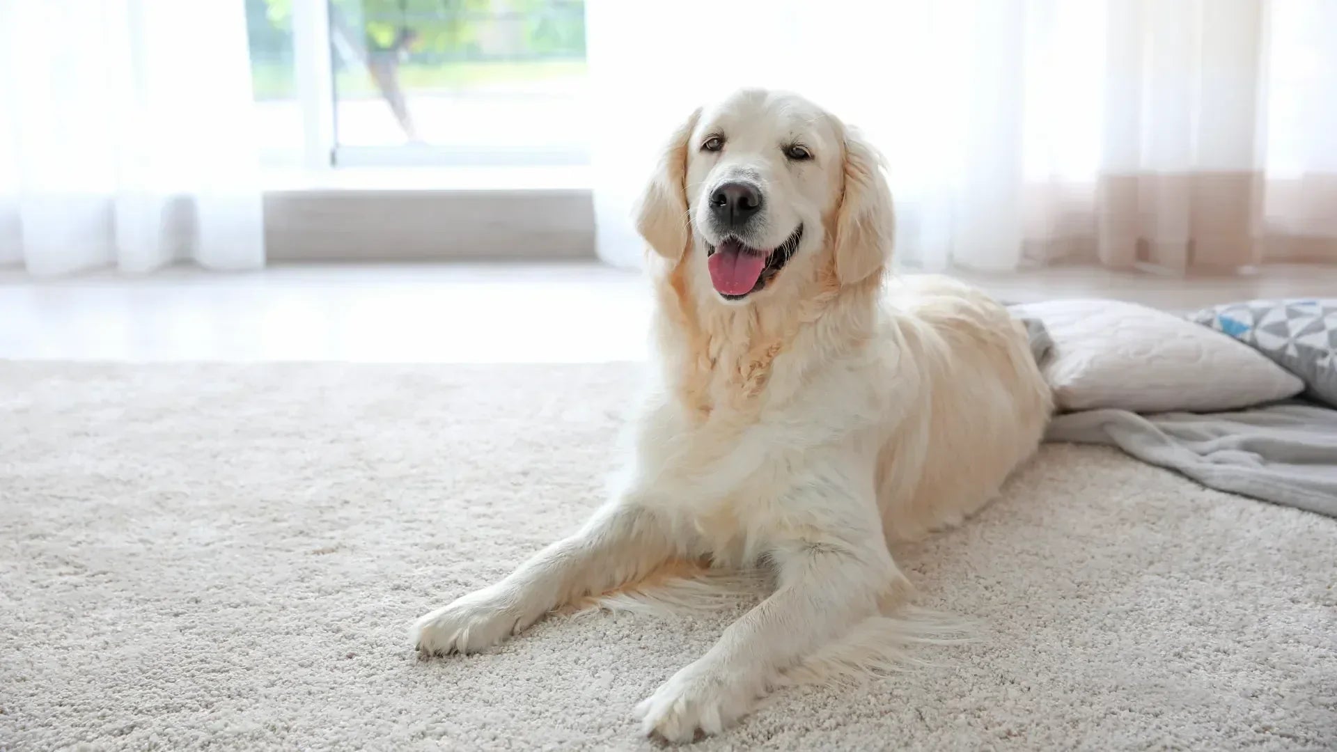 The Detailed Guide to the Best Rugs for Dogs: Durable, Stylish, and Pet-Proof